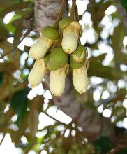 durian flower wiki
